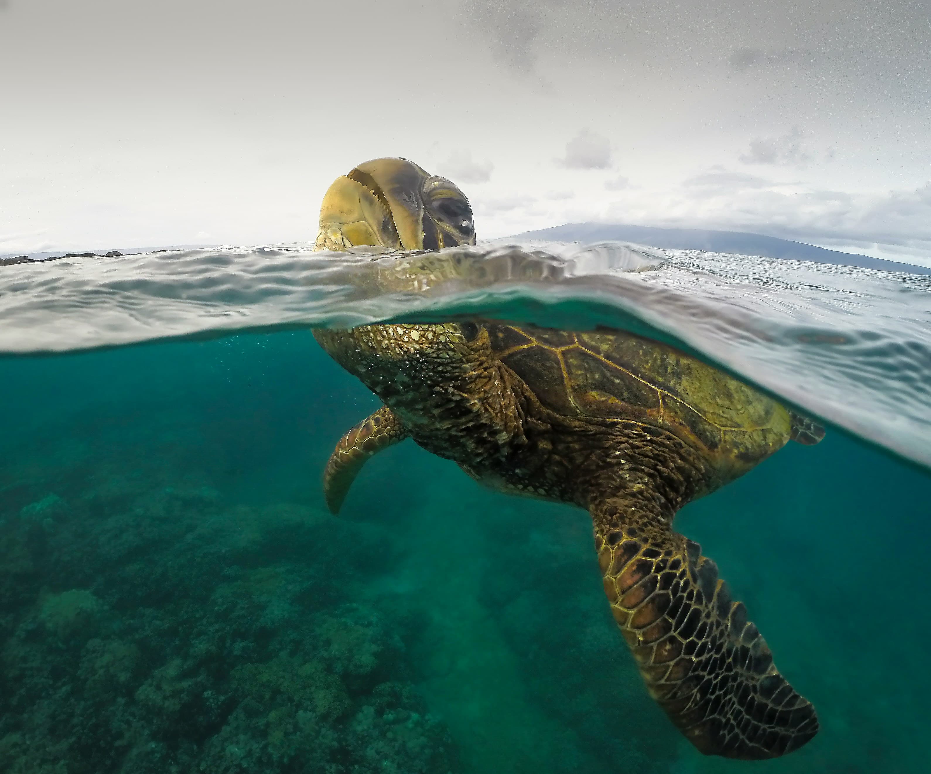 Molokini Rafting Snorkel